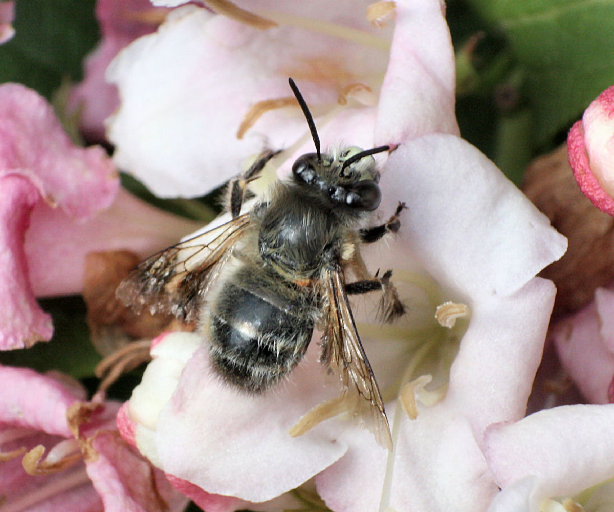 Maschio di Anthophora plumipes